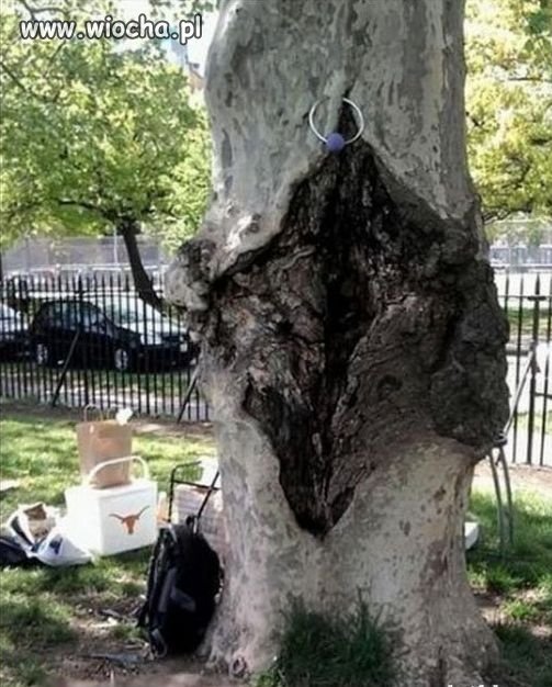 Natura ...