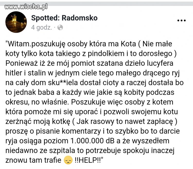Spotted zszedł na - koty 