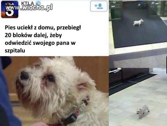 Prawdziwy