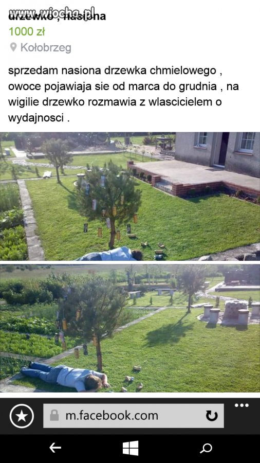 Cudowne drzewko