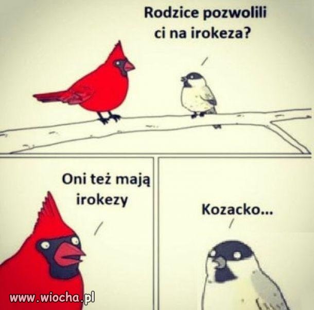 Irokez