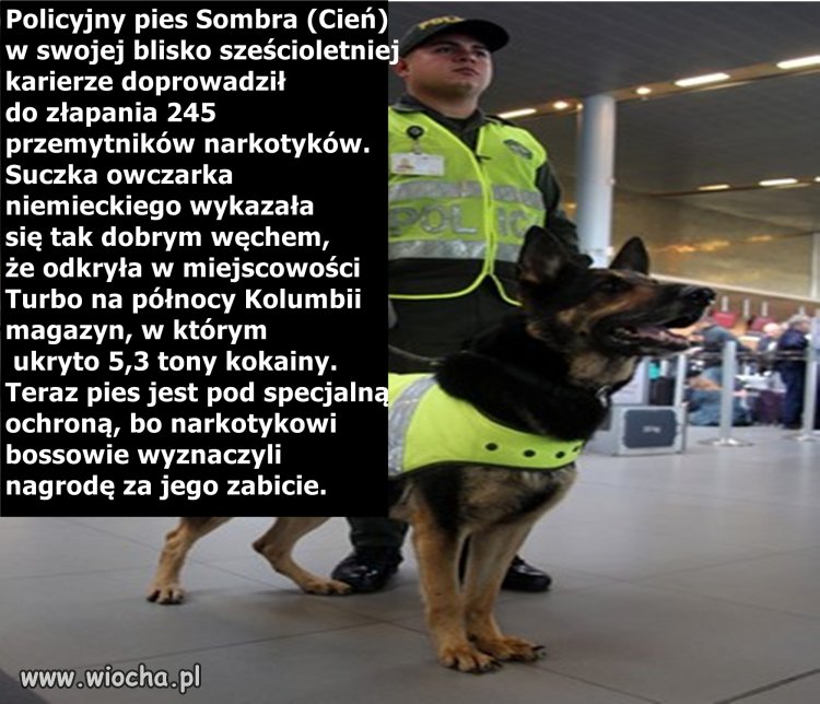 70 tys. dolarów za zabicie psa