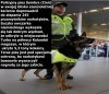 70 tys. dolarów za zabicie psa
