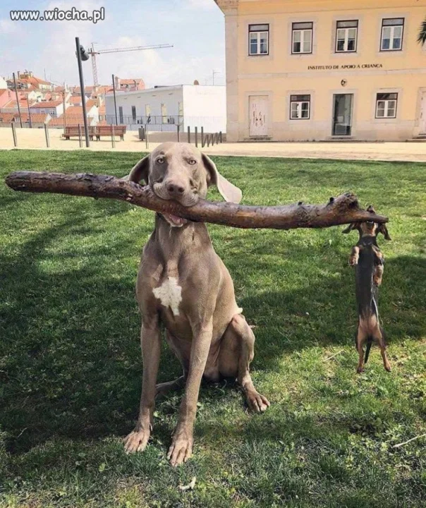 Duety