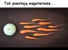 Tak powstają wegetarianie