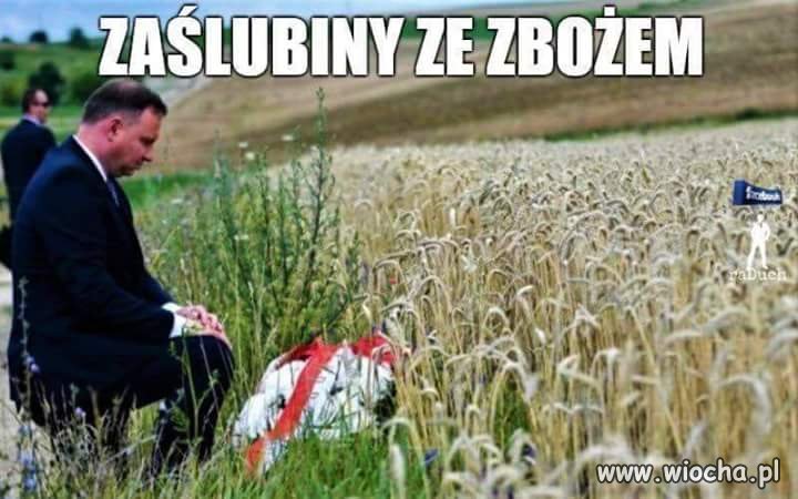 Borowiki wkurzone bo jadąc z Wawy