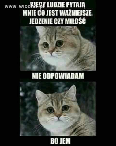 Prawda o kotach