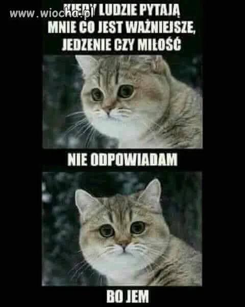 Prawda o kotach