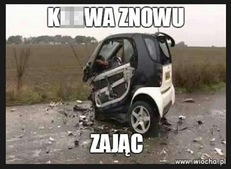 Znowu zając 