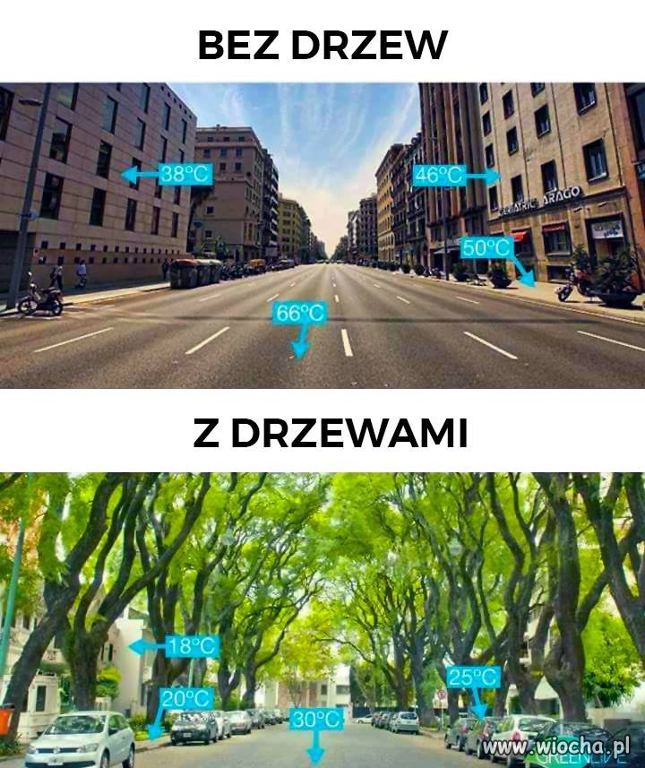 Drzewa generują koszty - przycinanie, usuwanie liści...