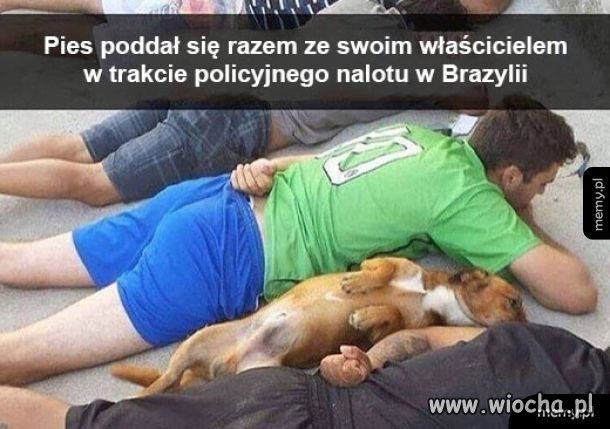 Dobrze wytresowany.