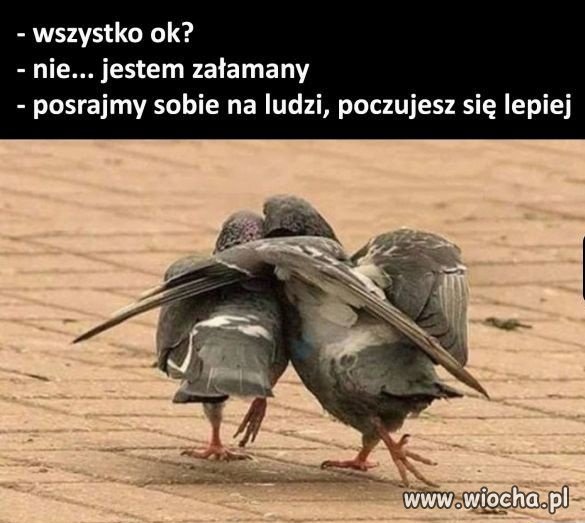 GOłębie