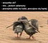 GOłębie