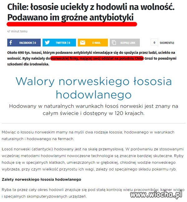 Łosoś norweski...