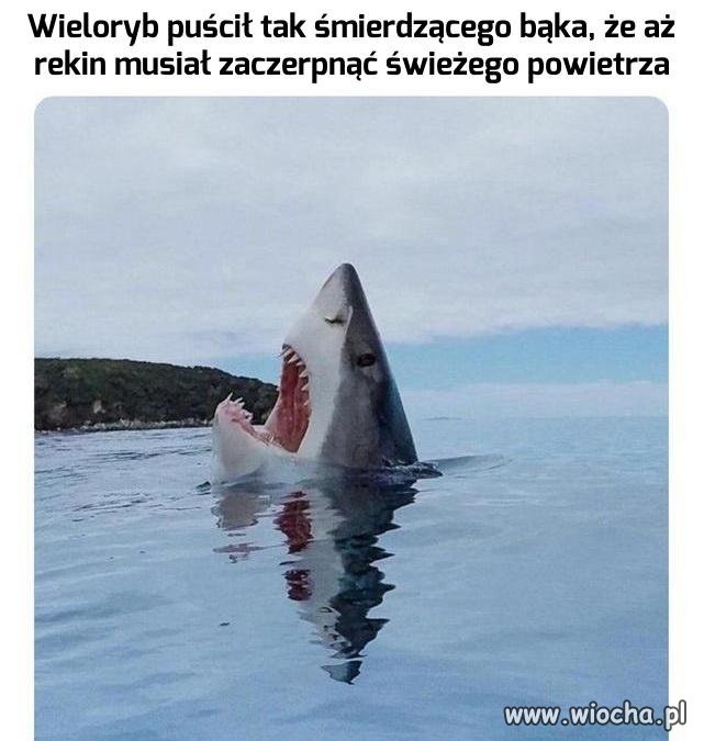 Podwodne