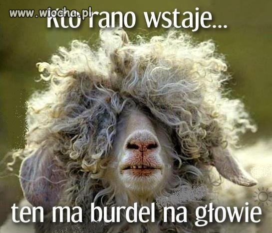 Kto rano wstaje