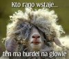 Kto rano wstaje