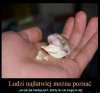Komentarz zbędny