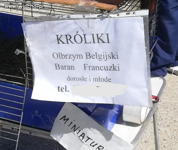 FrancuZki