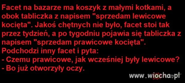 Kotki
