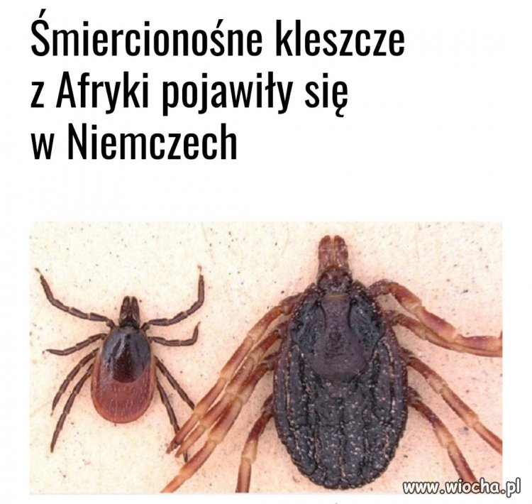 Efekty uboczne polityki multikulti 