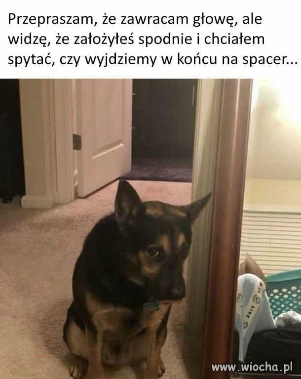 Skoro jest twoim przyjacielem weź go na spacer