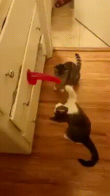 Kitty Boxer.