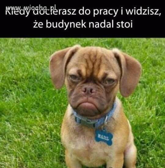 Tez tak