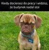 Tez tak
