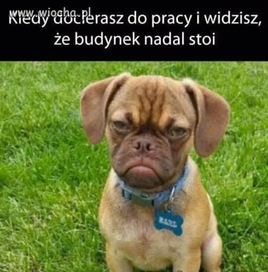 Tez tak