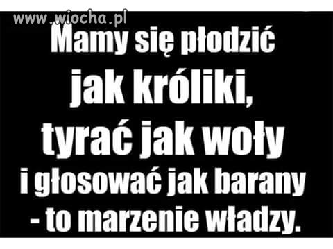 Jedno wielkie zoo.