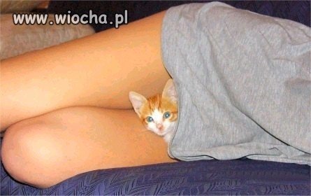 Koktajl kocięta na zdjęciu?
