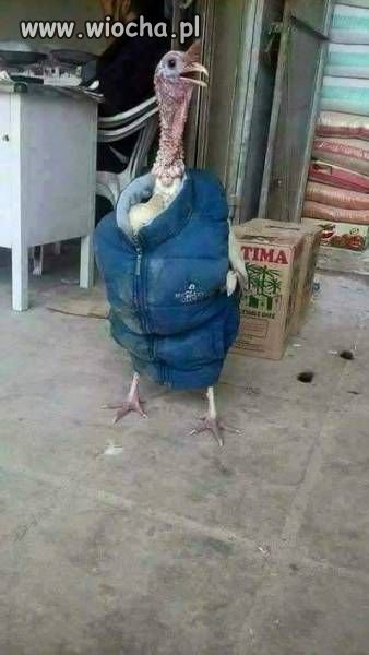 Ha ha ha...