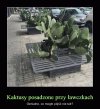 Z cyklu: Poronione pomysły