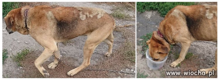 Tczew. Żar zaczyna się z nieba lać.