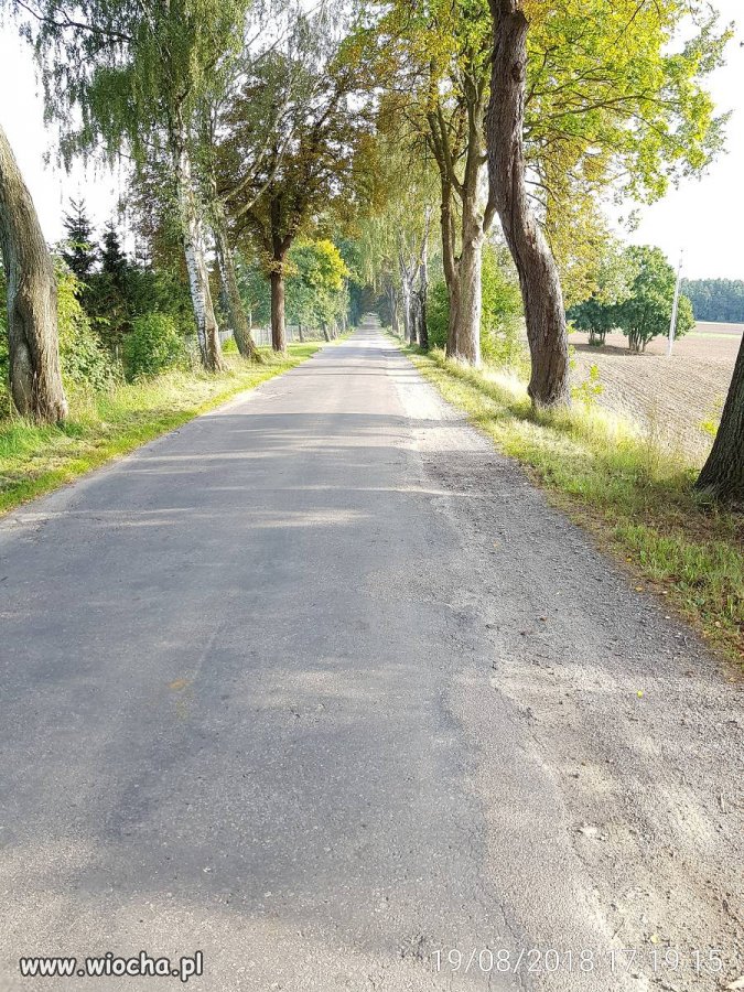 Niby droga wojewódzka (505)