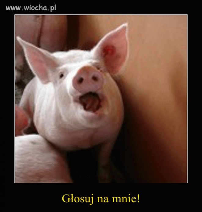 Wybory coraz bliżej
