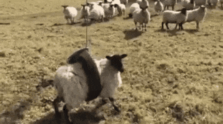 Ehaaa!