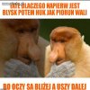 Janusz