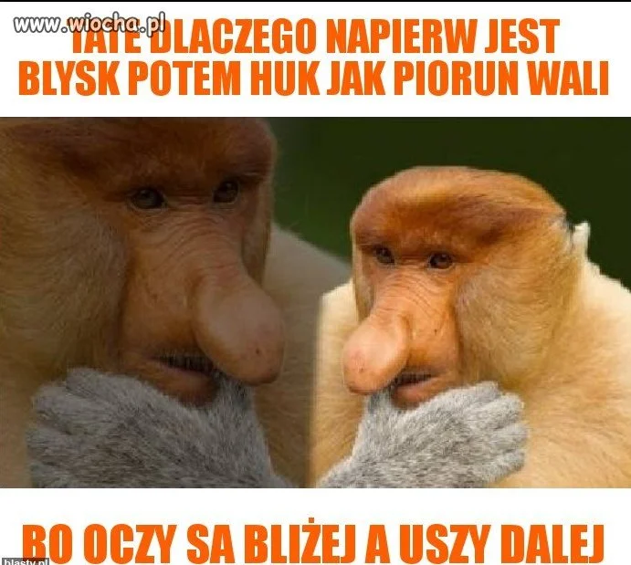 Janusz
