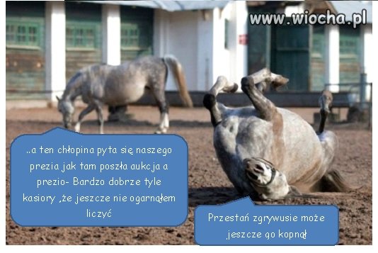 Koń by się uśmiał