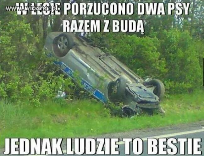 Porzucono dwa psy
