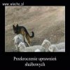 Znamy chyba zawody w PL