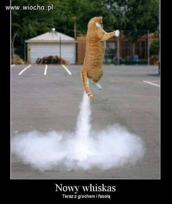 Whiskas