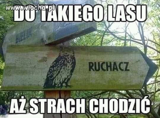 Miałem iść na grzyby.