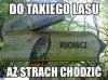 Miałem iść na grzyby.