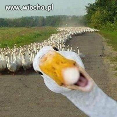 Ehooo!