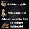 Być jak żółw 