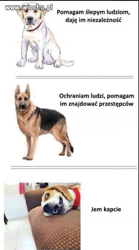 ...rasy piesełów