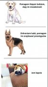 ...rasy piesełów